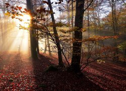 Promienie słoneczne między gałązkami drzew w lesie