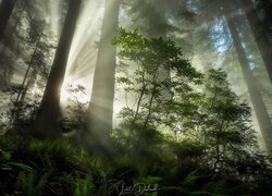 Przebijające wśród drzew światło słoneczne w Parku Narodowym Redwood