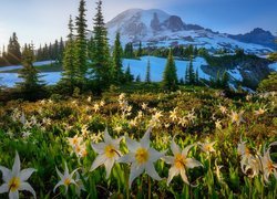 Stany Zjednoczone, Stan Waszyngton, Park Narodowy Mount Rainier, Stratowulkan Mount Rainier, Łąka, Kwiaty, Psizęby, Zachód słońca, Drzewa, Góry, Śnieg