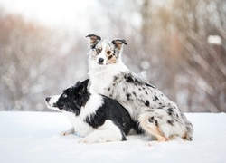 Psy border collie na zimowym spacerze