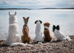 Psy, Jezioro, Pięć, Psów