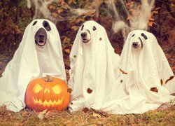 Psy przebrane na Halloween