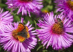 Pszczoła i motyl na astrach