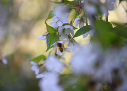 Pszczoła na białych kwiatach drzewa owocowego