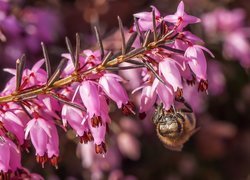 Pszczoła na kwiatach wrzośca