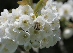 Pszczoła na kwiatku jabłoni