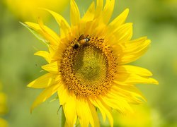 Pszczoła na słoneczniku w zbliżeniu