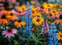 Kwiaty, Kolorowe, Łubin, Jeżówka, Pszczoła