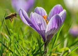 Pszczoła obok rozwiniętego krokusa w trawie