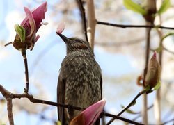 Ptak na gałązce z płatkiem magnolii