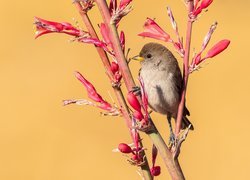 Ptak na kwitnącej gałązce