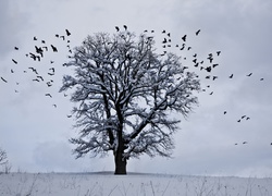 Ptaki nad drzewem w zimowej bieli