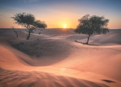 Wydmy, Piasek, Drzewa, Wschód słońca, Pustynia, Wahiba Sands, Oman