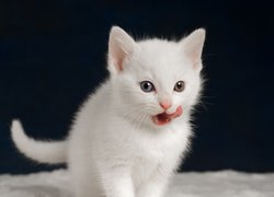 Puszysty biały kotek