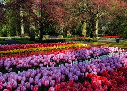 Rabaty kolorowych tulipanów w parku