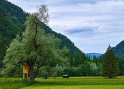 Góry, Alpy, Drzewa, Łąka, Kwiaty, Rezerwat przyrody Hagertal, Gmina Kossen, Tyrol, Austria