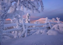 Rezerwat Valtavaara zimą w Laponii
