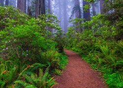 Stany Zjednoczone, Kalifornia, Park Narodowy Redwood, Paprocie, Różanecznik, Ścieżka, Mgła