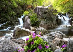 Rododendrony na skałach przy leśnym strumieniu