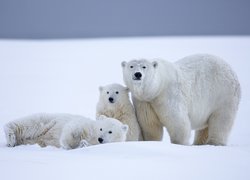 Trzy, Białe, Niedźwiedzie, Polarne