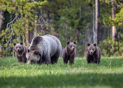 Rodzina niedźwiedzi brunatnych na leśnej polanie
