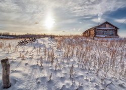 Roślinki w śniegu niedaleko drewnianego domu