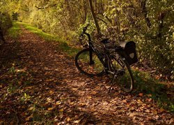 Rower, Droga, Ścieżka, Liście, Drzewa, Jesień