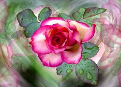 Róża w kroplach wody na kolorowym tle