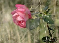 Róża wśród suchych traw