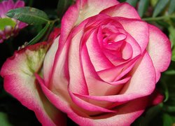 Róża z biało-różowymi płatkami