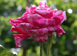 Róża z dwukolorowymi płatkami