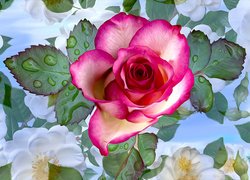 Róża z liśćmi w kroplach wody