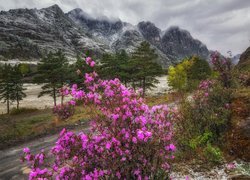 Różanecznik na tle Gór Ałtaj