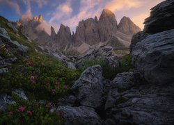 Różaneczniki na skałach w Dolomitach