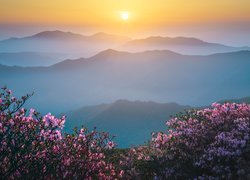 Różaneczniki na tle wschodu słońca nad górami