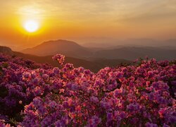 Różaneczniki w blasku wschodzącego słońca nad górami