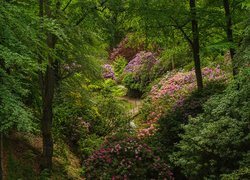 Park, Drzewa, Rododendrony, Różaneczniki