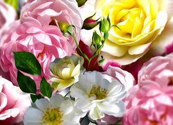 Kwiaty, Kolorowe, Róże, Grafika