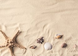 Rozgwiazda z muszelkami ułożone na piasku