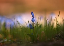 Rozkwitająca, Cebulica syberyjska, Niebieskie, Kwiaty