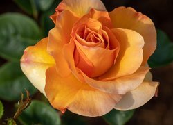 Rozkwitająca pomarańczowa róża