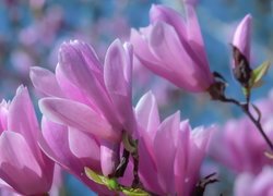 Rozkwitająca różowa magnolia
