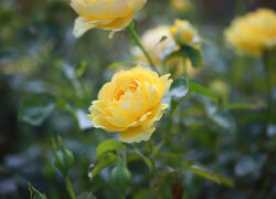 Rozkwitająca żółta róża