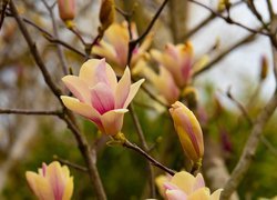 Rozkwitające kwiaty magnolii na gałązkach