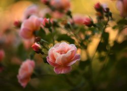 Rozkwitające różowe róże na gałązkach