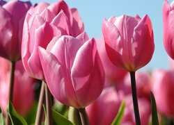 Rozkwitające różowe tulipany w zbliżeniu