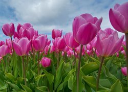 Rozkwitające tulipany w zbliżeniu