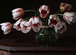 Rozkwitnięte biało-czerwone tulipany w wazonie