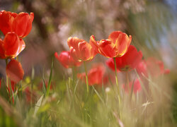 Czerwone, Tulipany, Kwiaty, Rozmyte, Tło