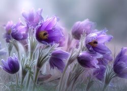 Fioletowe, Sasanki, Kwiaty, Grafika AI